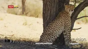 Young adult cheetah sitting under tree