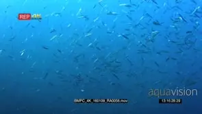A devil ray, mobula terapacana swims through a large bait ball of anchovies.