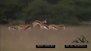 Springbok herd grazing, pronking
