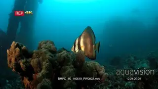 A reveal of a Golden Batfish ,Spadefish, Platax boersii at the Iron Maru wreck