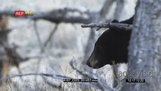 Black Bear Searching for food and feeding while walking around the bushveld