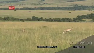 Cheetah (Acinonyx jubatus) running towards Grant's gazelle.