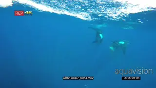A pair of Killer Orca whales swimming together with one of them swimming with prey to.