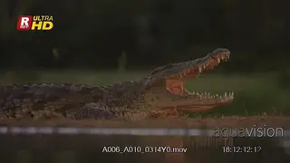 Nile crocodile basking next to body of water, mouth widely open.