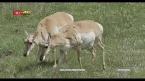 A pair of Pronghorns standing, walking and grazing WS