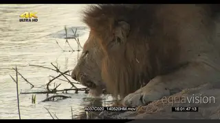 Male lion drinking water from a river GOOD LIGHT CU PROFILE