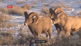 Bighorn Sheep standing on snowy prairie looking at camera then walking around MLS PAN