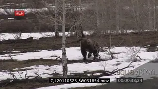 Grizzly Bear walking looking around in dry forest on snow then running away WS PAN