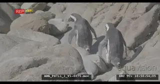 African Penguin climbing over rocks to the water, ocean, struggle, jumping, hopping.