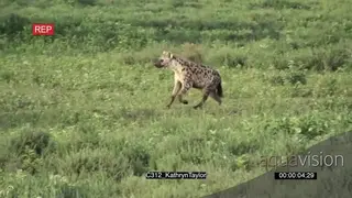 Spotted Hyena running towards Wildebeest carcass SLOW MO