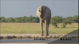 African elephant drinking water