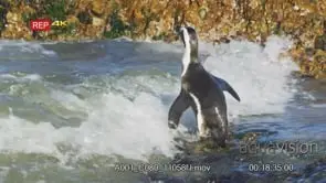 African penguin swimming between the rocks