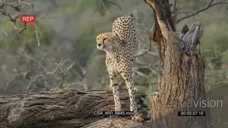 Cheetah on dead tree bark facing towards camera scouting around hunting