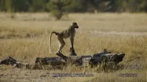 Two adult Chacma baboon standing on top of tree logs, looking around.