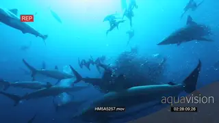 Blacktip Sharks and Cape Gannets attacking and feeding on Sardine bait ball XWS HAND