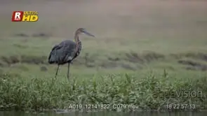 Goliath Heron standing, looking around and foraging; MLS;DAY.