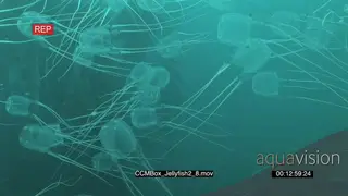 School of Box Jellyfish floating underwater in ocean and camera passing through them MS.