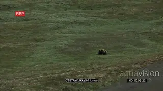 Musk Ox on Greenland tundra Green XWS