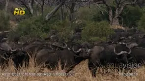 Herd of young and adult Cape buffalo gathered, standing, looking towards camera.