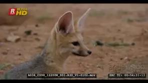 Close side shot of juvenile cape fox's cute face