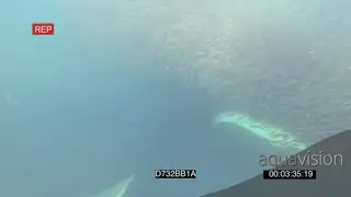 Cape Fur seals Common Dolphins feeding off Sardine bait ball UNDERWATER HANDHELD