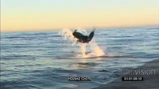 Great White Shark (Carcharodon carcharias), breach water and take seal decoy WS AW