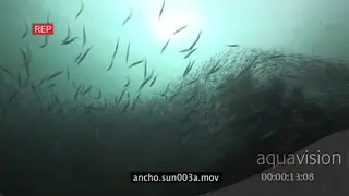 School of Sardines swimming underwater in ocean LA XWS TRAVELING SHOT MWS HAND