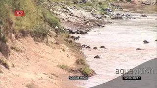 Blue Wildebeest herds migrating across the Mara River.