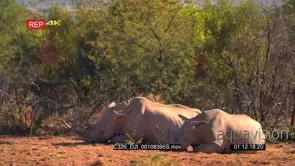 Black Rhino female sleeping with Young one
