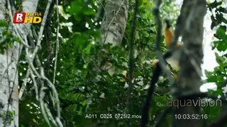 White-fronted brown lemur holding onto a tree.
