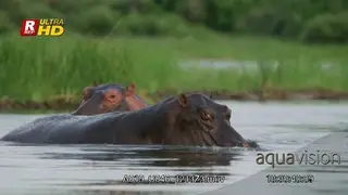 Two adult Hippos back view, wading, breathing and eyes,ears above the water surface.