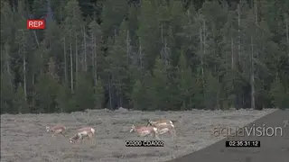 A herd of Pronghorn herd walking and grazing GENERAL BEHAVIOUR