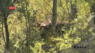 Moose standing and grazing PROFILE