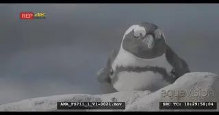 African Penguin lying on the rocks, sunbathing, sunning, sleeping, Cape penguin.