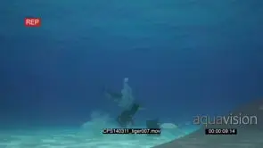 Tiger Sharks at bait bucket, swimming between Scuba Divers UW