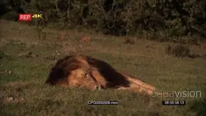 African Male Lion sleeping on the Grassland MS
