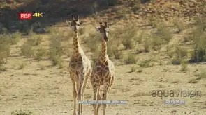 Pair of giraffes walking towards camera
