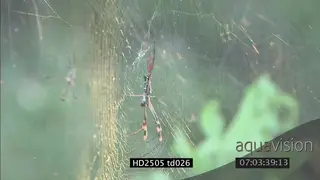 A pair of Golden Silk Orb Spiders on web SCENIC FOCUS PULL