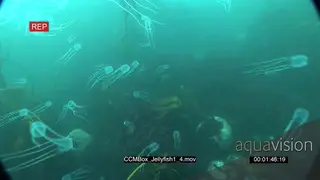 School of Box Jellyfish floating underwater in ocean with camera passing through them.