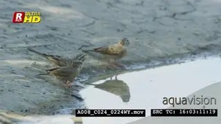 Three Lark-like bunting standing, drinking water from the waterhole and looking around.