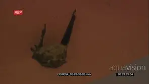 Bats hanging of ceiling FF: