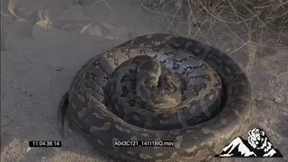African Rock Python constricting and feeding on a mouse HA MCU