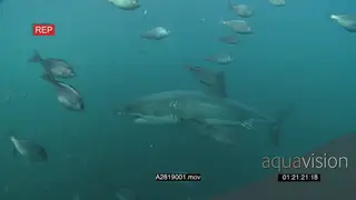 Great white shark gently swimming underwater in ocean passing by camera and through.