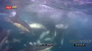 A bait ball of Sardines and common dolphins in action UW