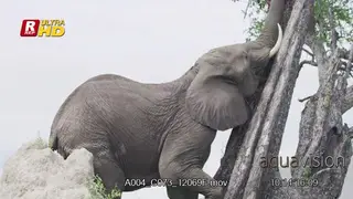 Young African Elephant trying to strech its trunk to reach tree leaves.