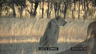 Lions stalking herd of Impala antelope OTS