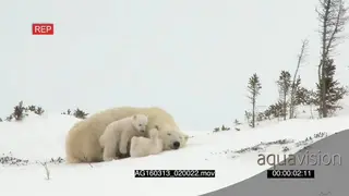 Polar bear cubs playing near mother trying to sleep