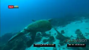 Green Sea Turtle Swimming GENERAL BEHAVIOUR
