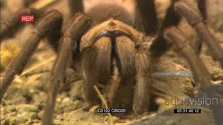 Baboon tarantula spider feeding on a prey GOOD LIGHT