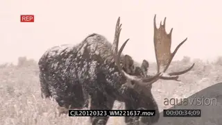 Moose walking on prairie during snowfall MLS PAN